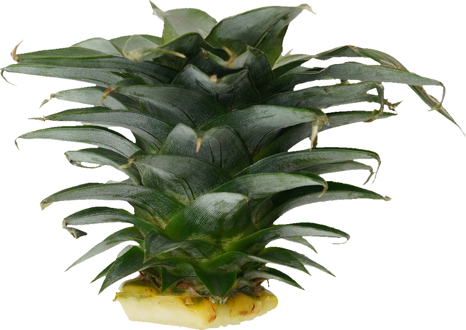 パインアップル（サンドルチェ）｜商用可フリー画像・背景透過