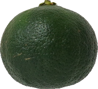 シークヮーサー｜商用可フリー画像・背景透過