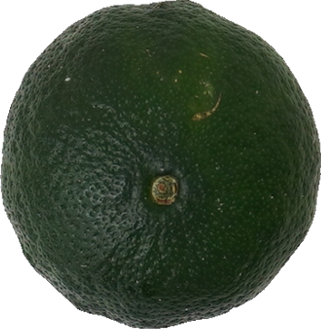 シークヮーサー｜商用可フリー画像・背景透過