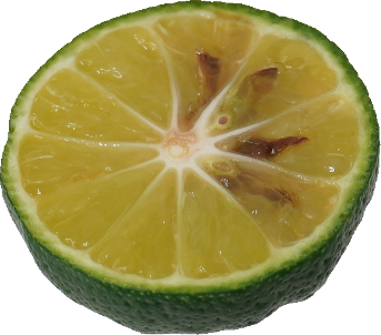 シークヮーサー｜商用可フリー画像・背景透過