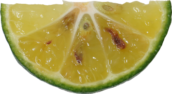 シークヮーサー｜商用可フリー画像・背景透過