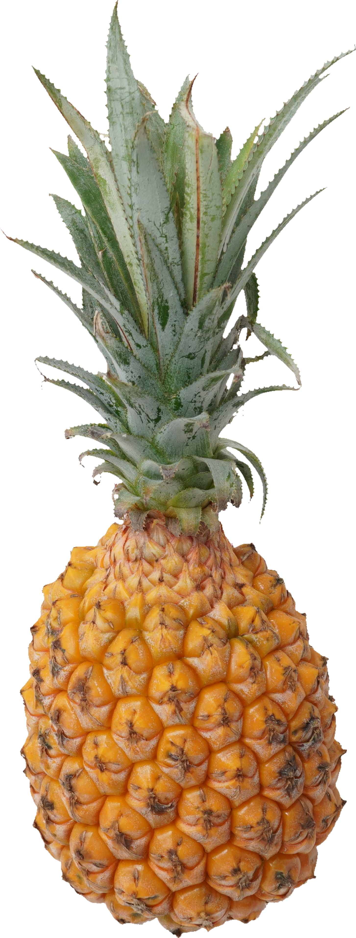 パインアップル（スナックパイン）｜商用可フリー画像・背景透過