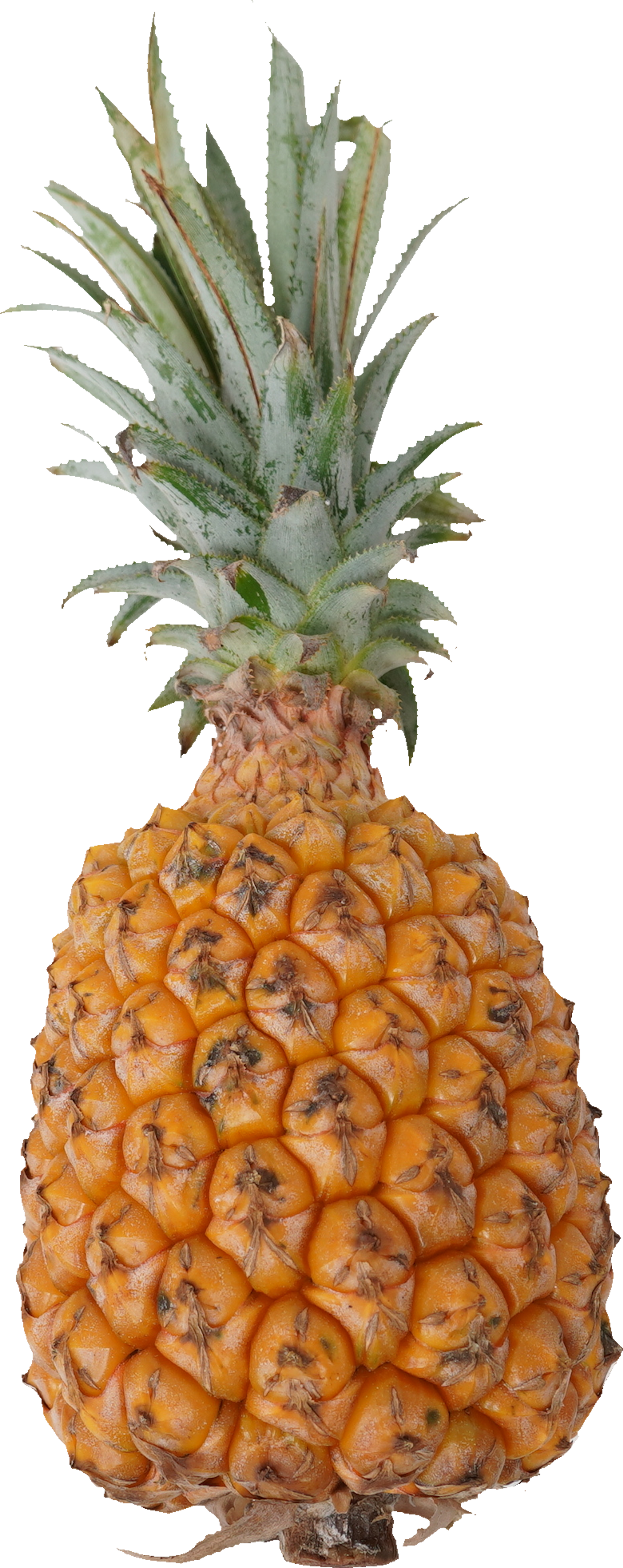 パインアップル（スナックパイン）｜商用可フリー画像・背景透過