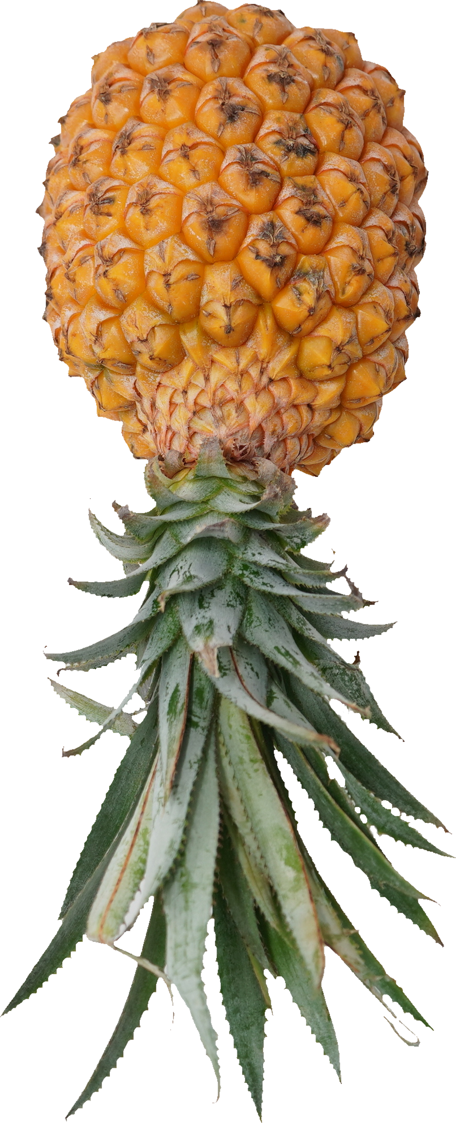 パインアップル（スナックパイン）｜商用可フリー画像・背景透過