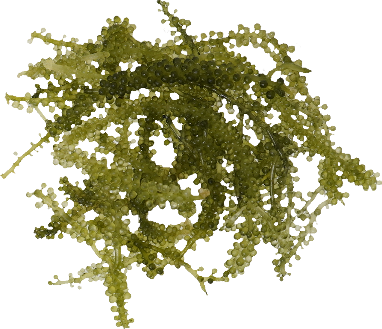 うみぶどう｜商用可フリー画像・背景透過