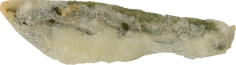 天ぷら（ししとう）｜商用可フリー画像・背景透過