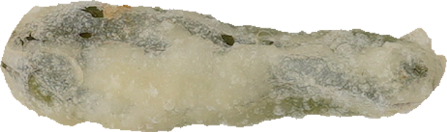 天ぷら（ししとう）｜商用可フリー画像・背景透過