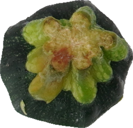 ズッキーニ｜商用可フリー画像・背景透過