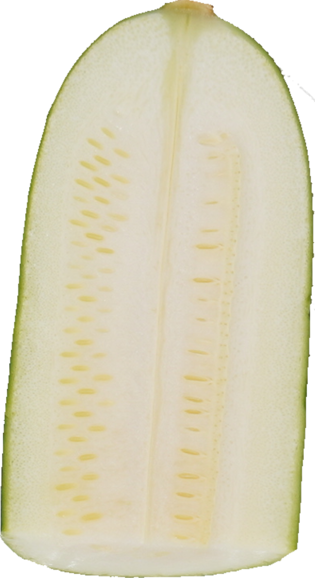 ズッキーニ｜商用可フリー画像・背景透過