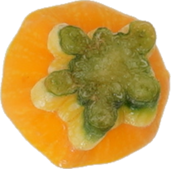 ズッキーニ｜商用可フリー画像・背景透過