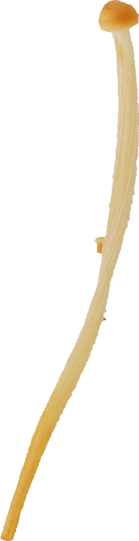 茶えのきたけ｜商用可フリー画像・背景透過