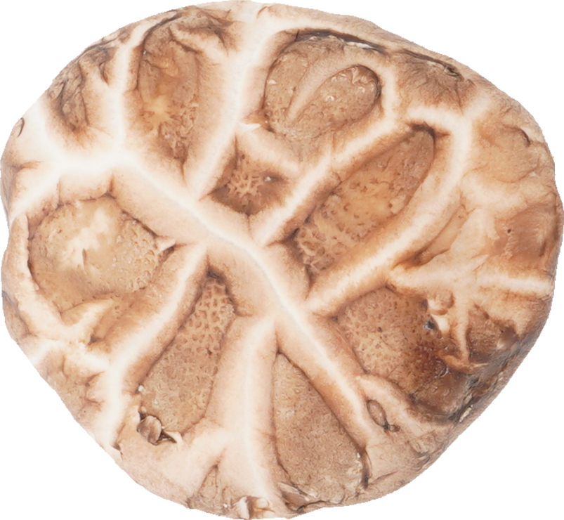 しいたけ（生どんこ）｜商用可フリー画像・背景透過