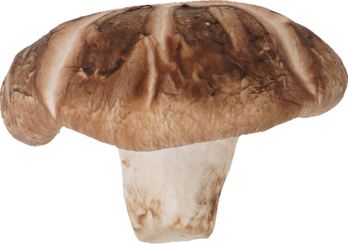 しいたけ（生どんこ）｜商用可フリー画像・背景透過