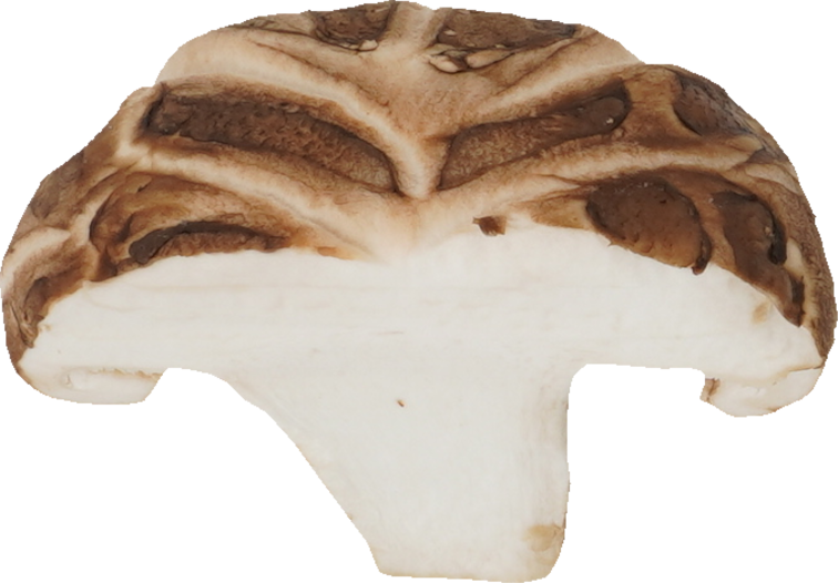 しいたけ（生どんこ）｜商用可フリー画像・背景透過