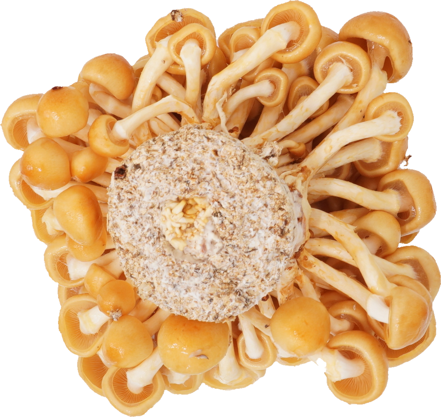 なめこ｜商用可フリー画像・背景透過