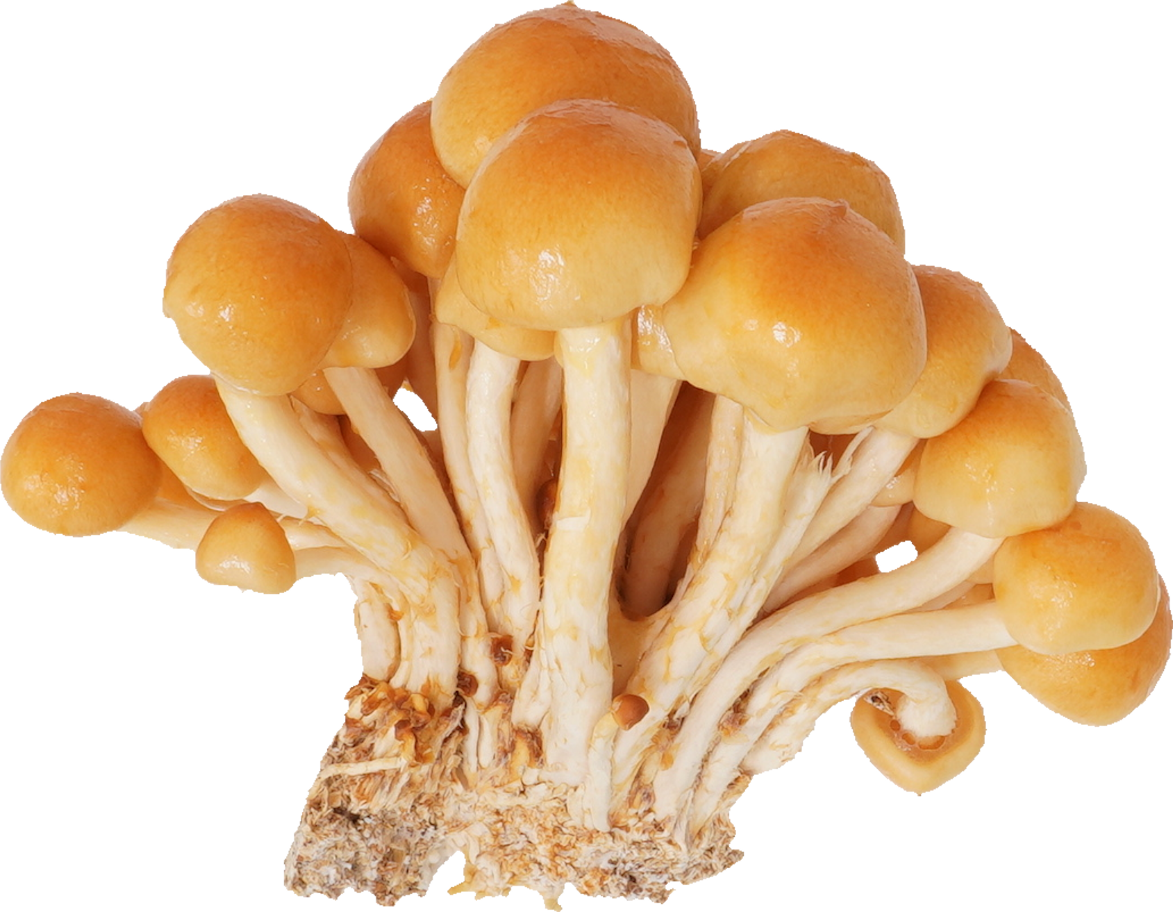 なめこ｜商用可フリー画像・背景透過