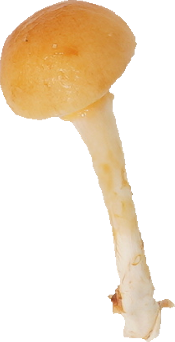 なめこ｜商用可フリー画像・背景透過