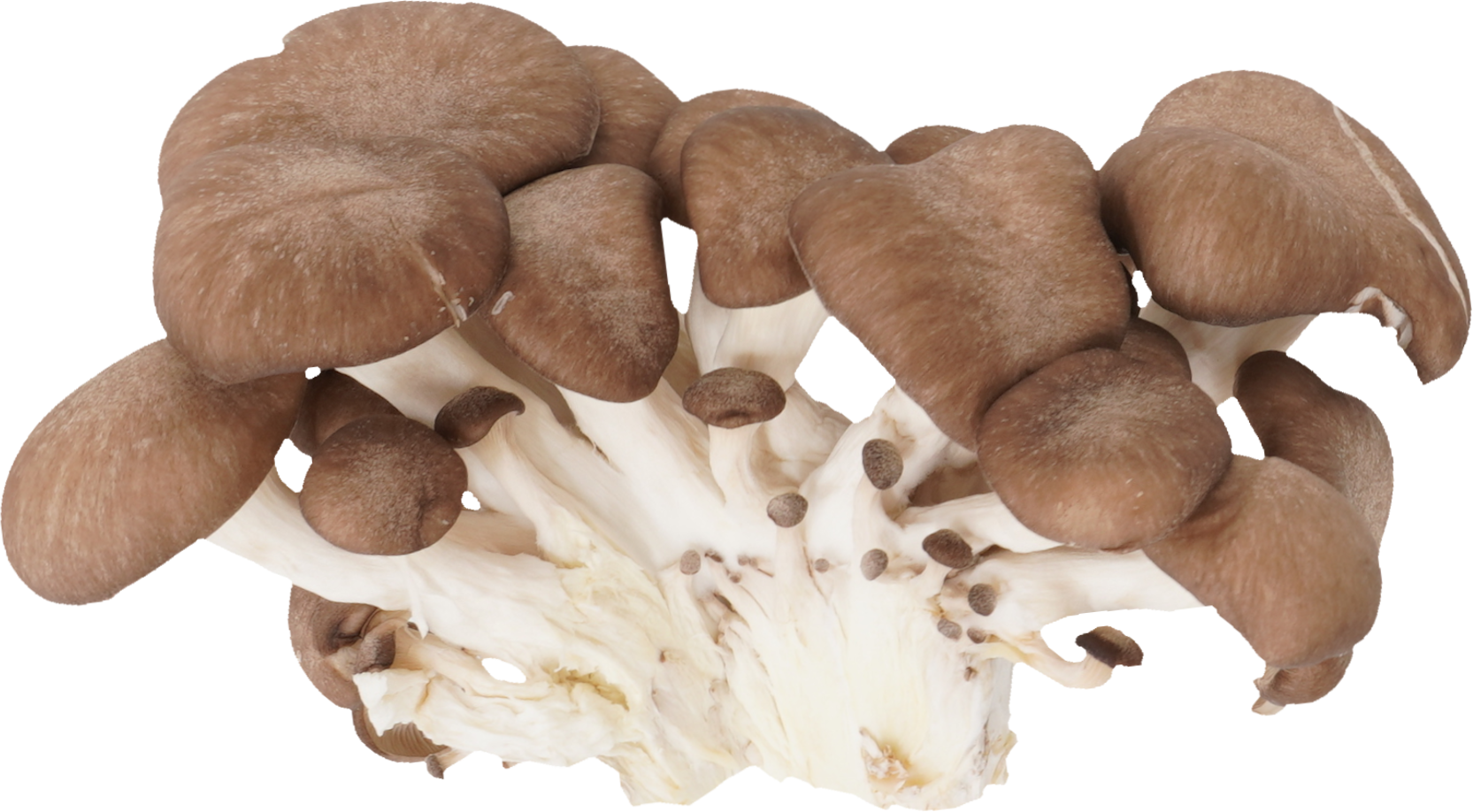 ひらたけ｜商用可フリー画像・背景透過