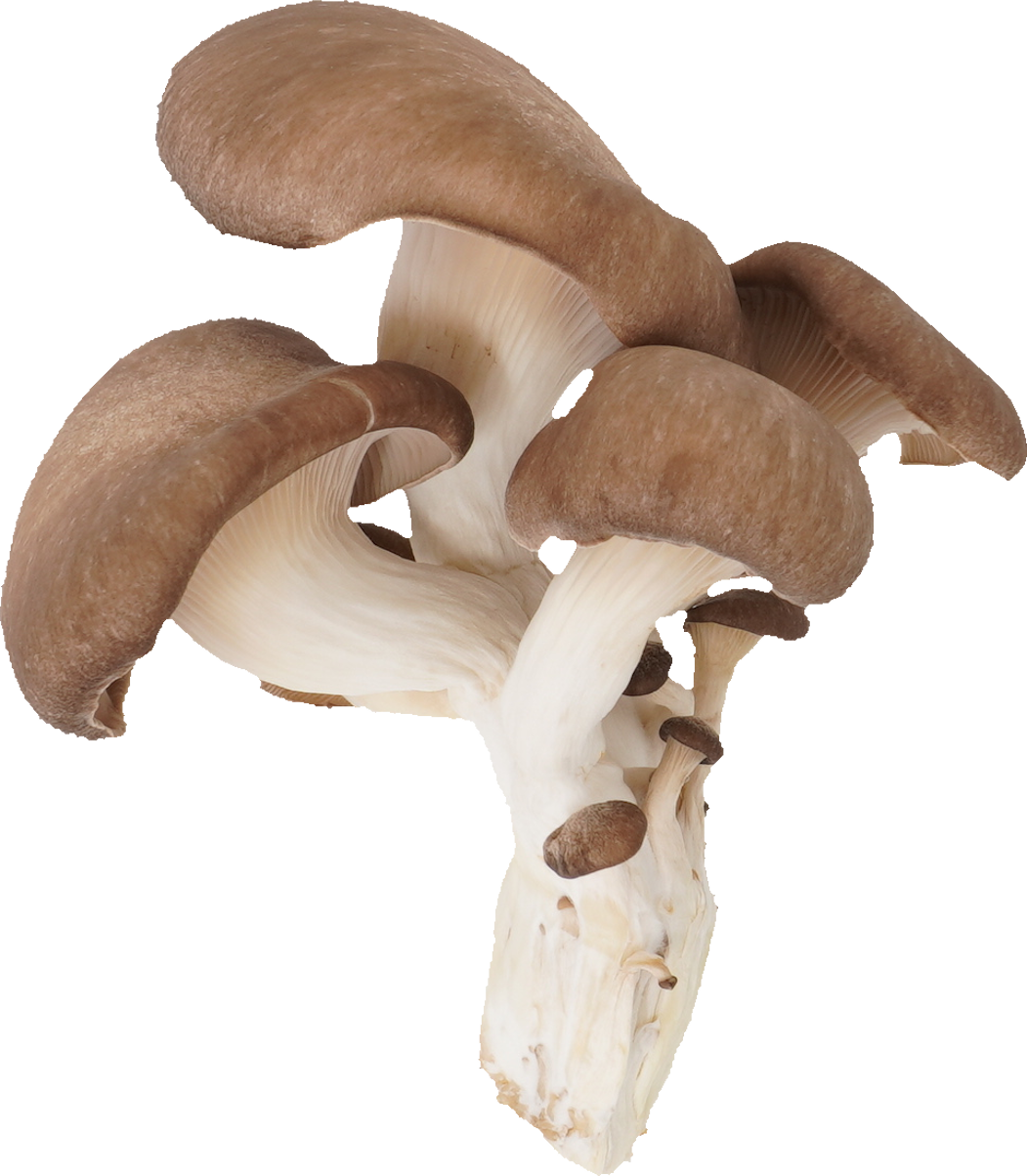 ひらたけ｜商用可フリー画像・背景透過