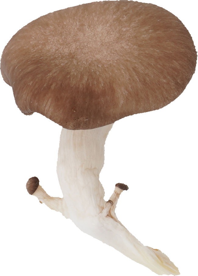 ひらたけ｜商用可フリー画像・背景透過