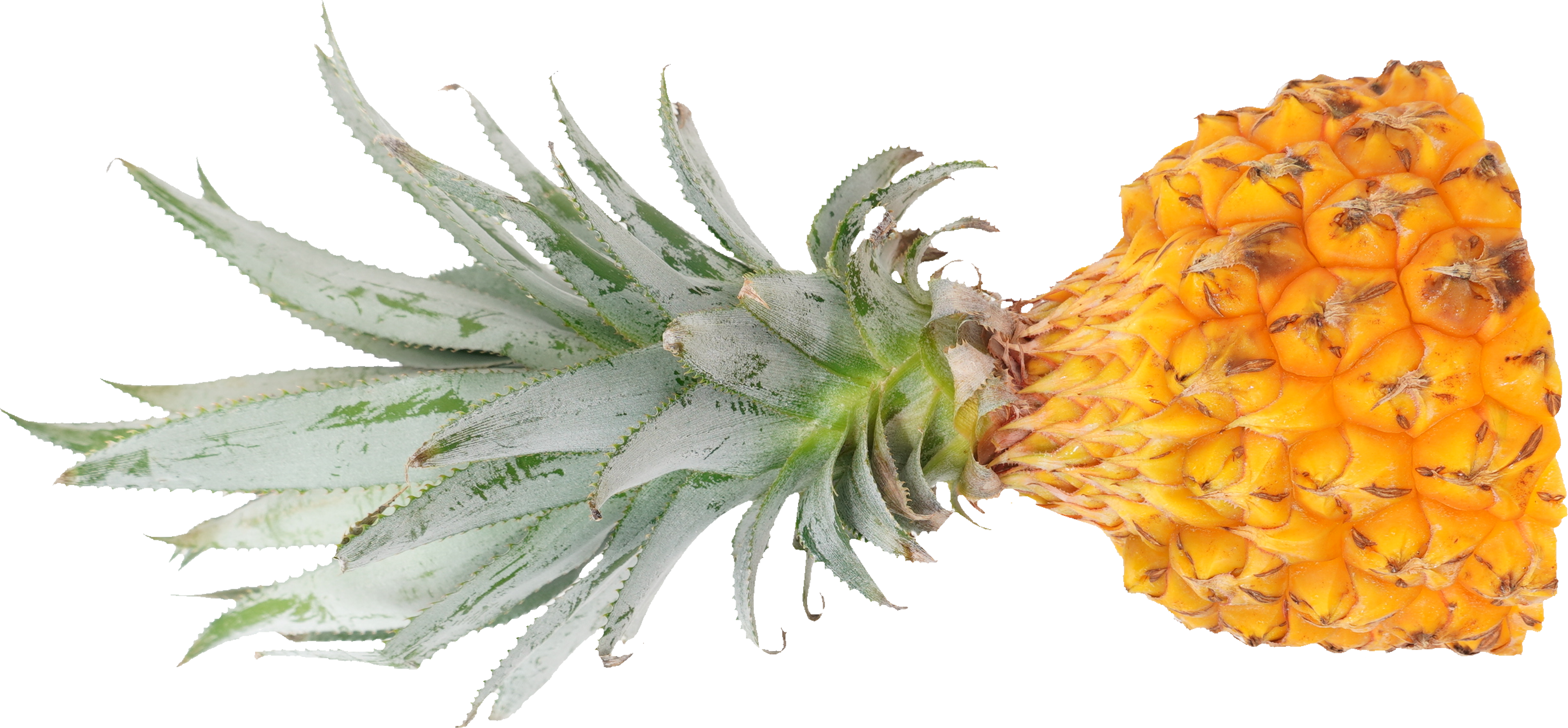 パインアップル（スナックパイン）｜商用可フリー画像・背景透過