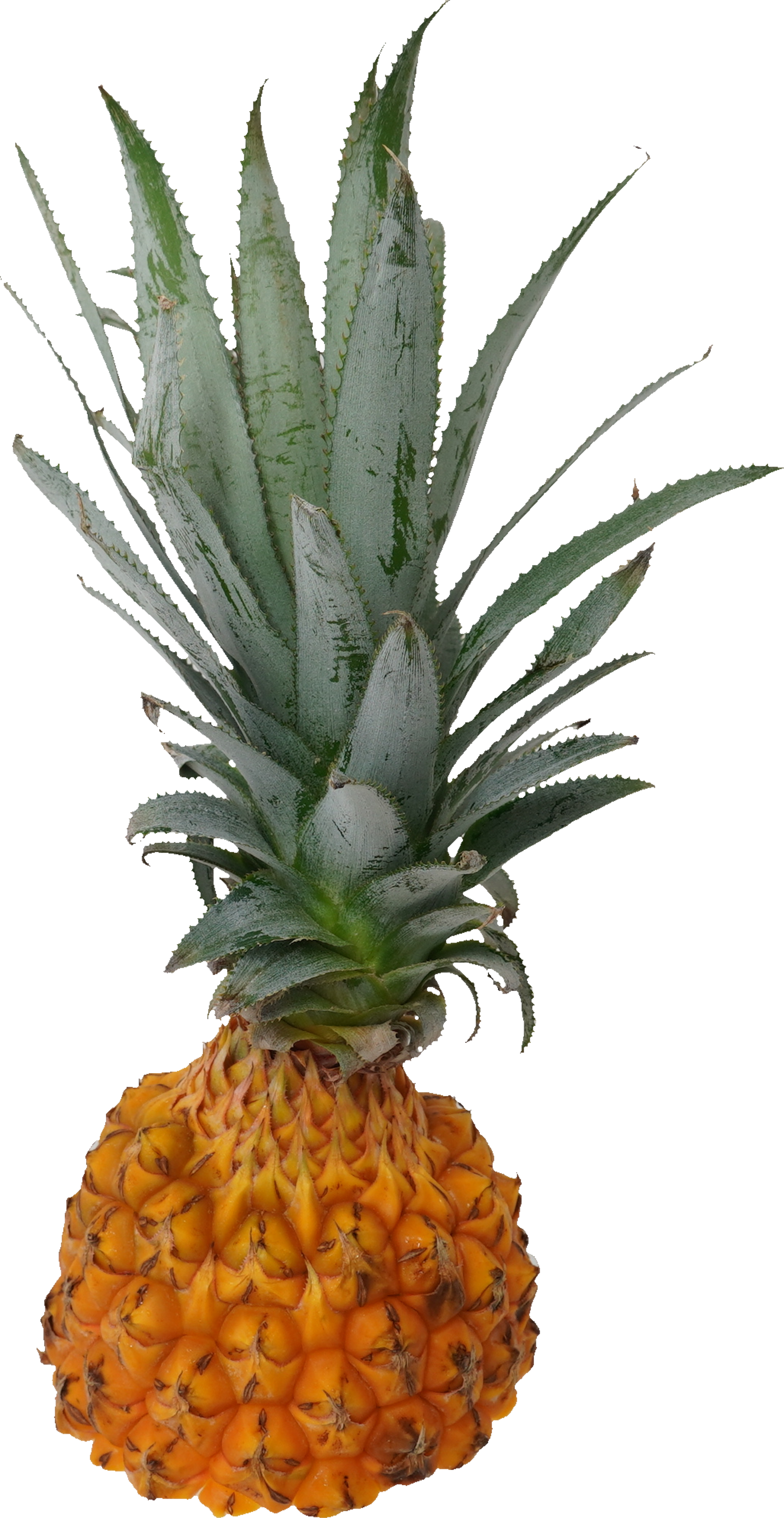 パインアップル（スナックパイン）｜商用可フリー画像・背景透過