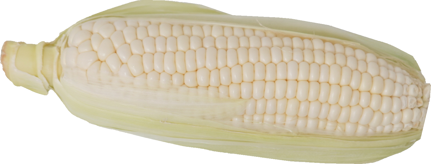 とうもろこし（白）｜商用可フリー画像・背景透過