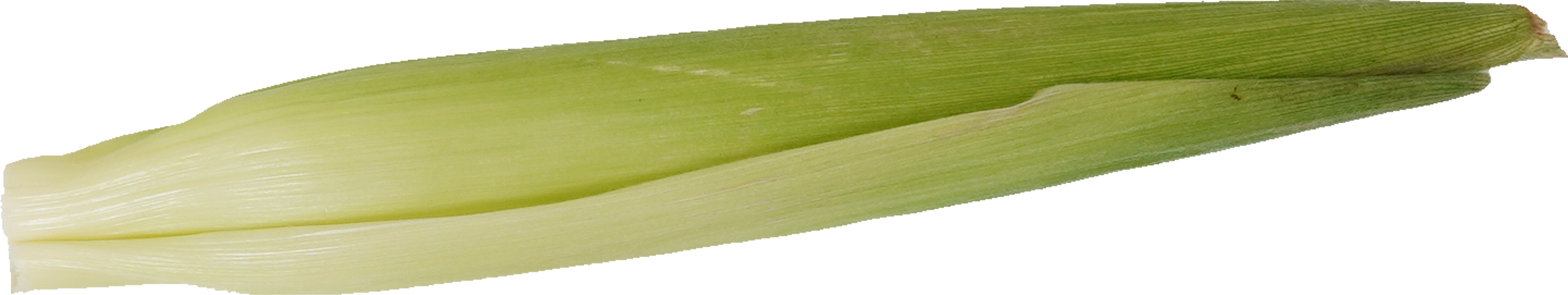 とうもろこし（白）｜商用可フリー画像・背景透過