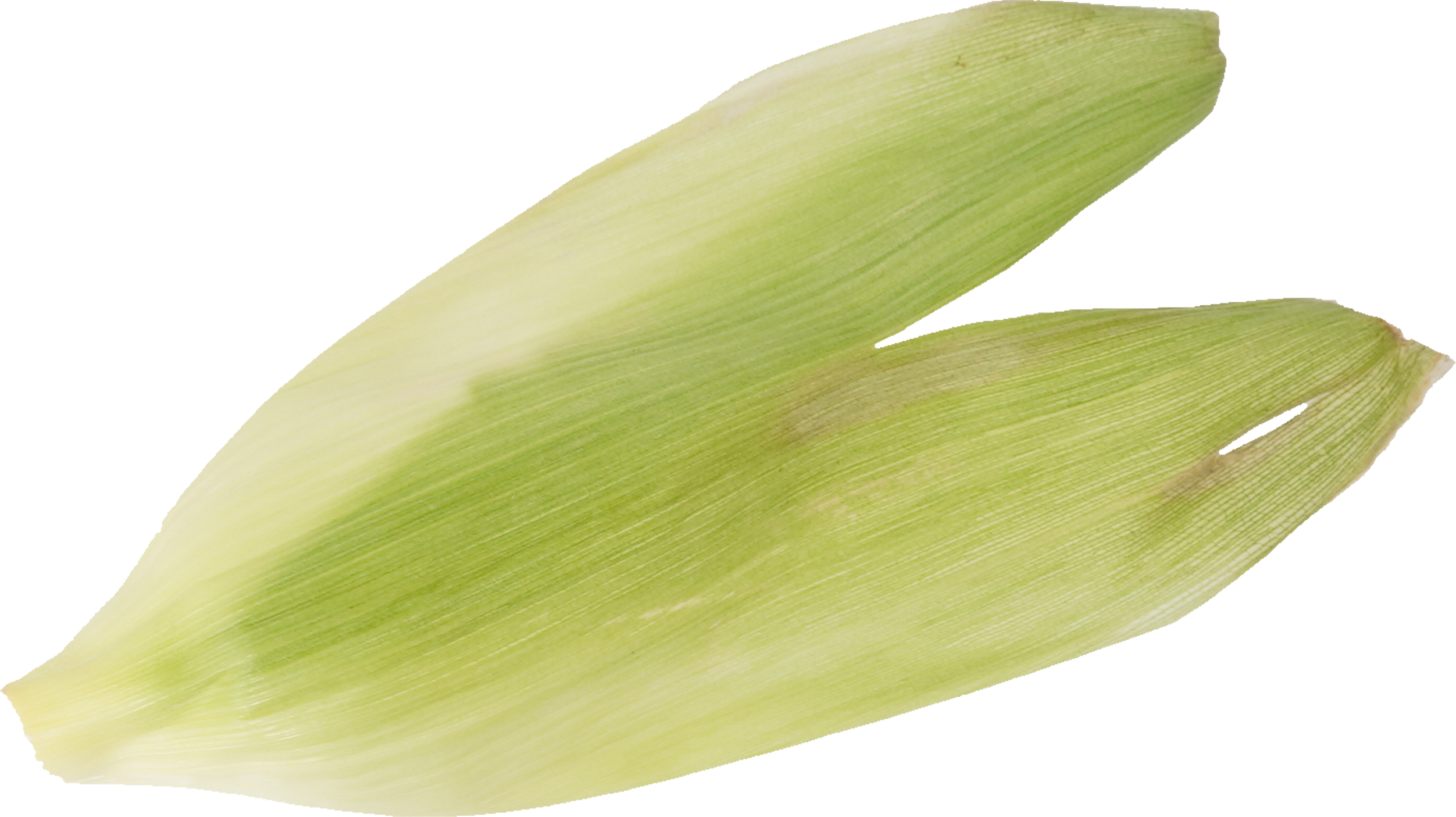 とうもろこし（白）｜商用可フリー画像・背景透過