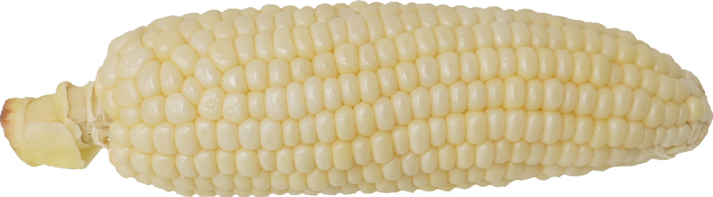 とうもろこし（白）｜商用可フリー画像・背景透過