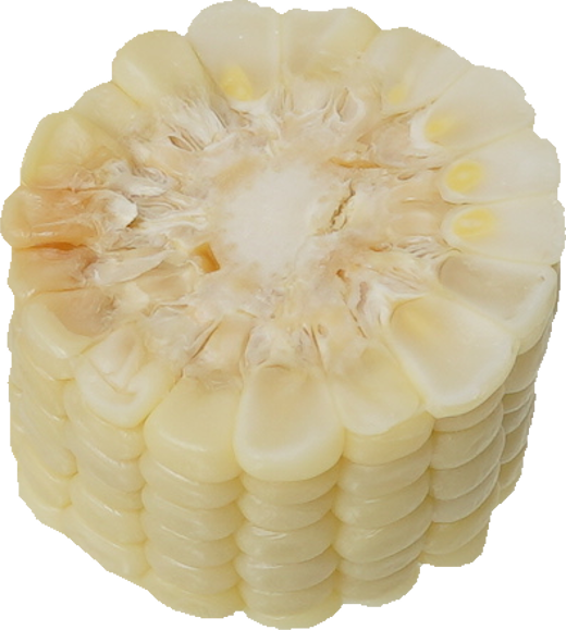 とうもろこし（白）｜商用可フリー画像・背景透過