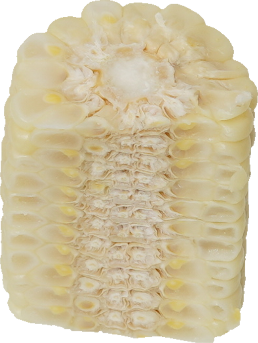 とうもろこし（白）｜商用可フリー画像・背景透過