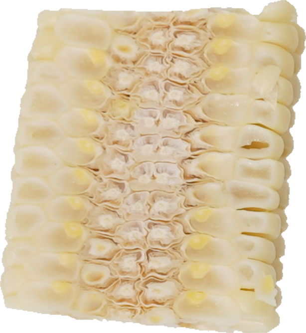 とうもろこし（白）｜商用可フリー画像・背景透過