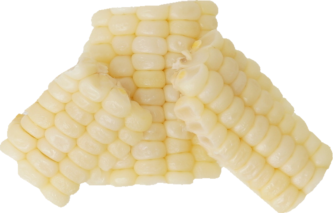 とうもろこし（白）｜商用可フリー画像・背景透過