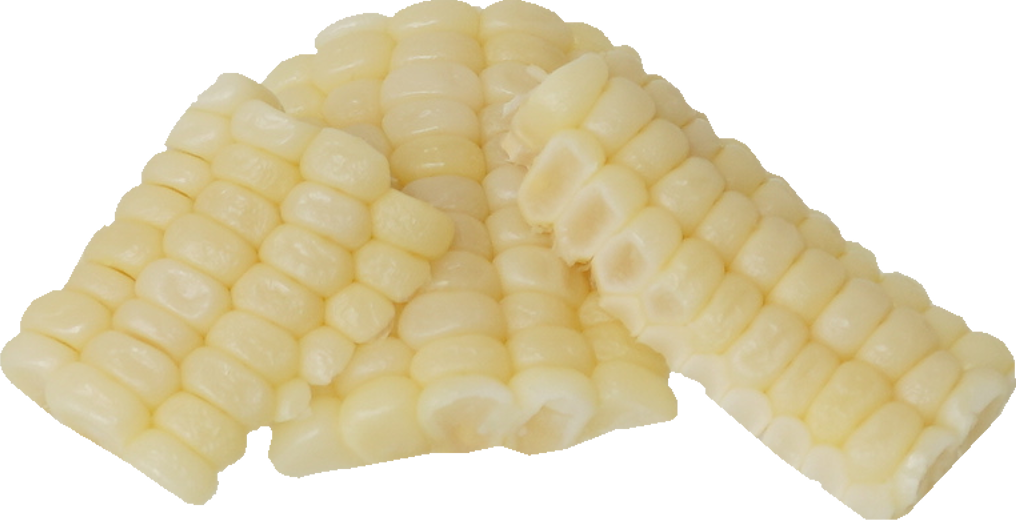 とうもろこし（白）｜商用可フリー画像・背景透過