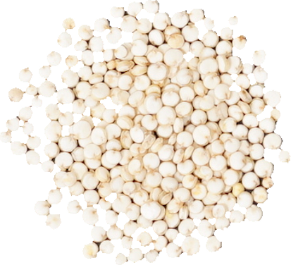 キヌア｜商用可フリー画像・背景透過