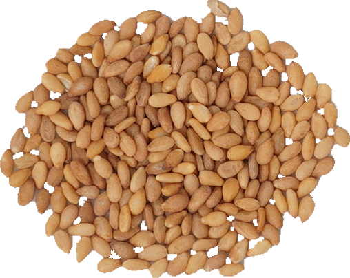 金ごま｜商用可フリー画像・背景透過