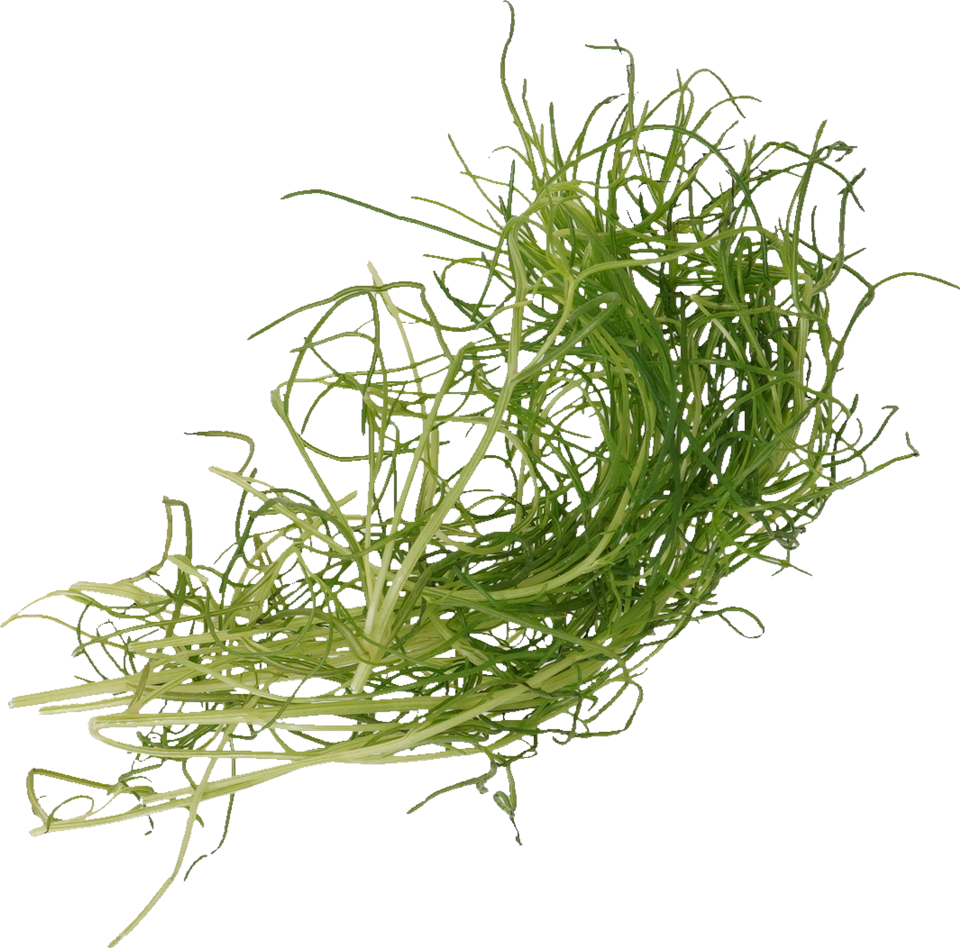 おかひじき｜商用可フリー画像・背景透過