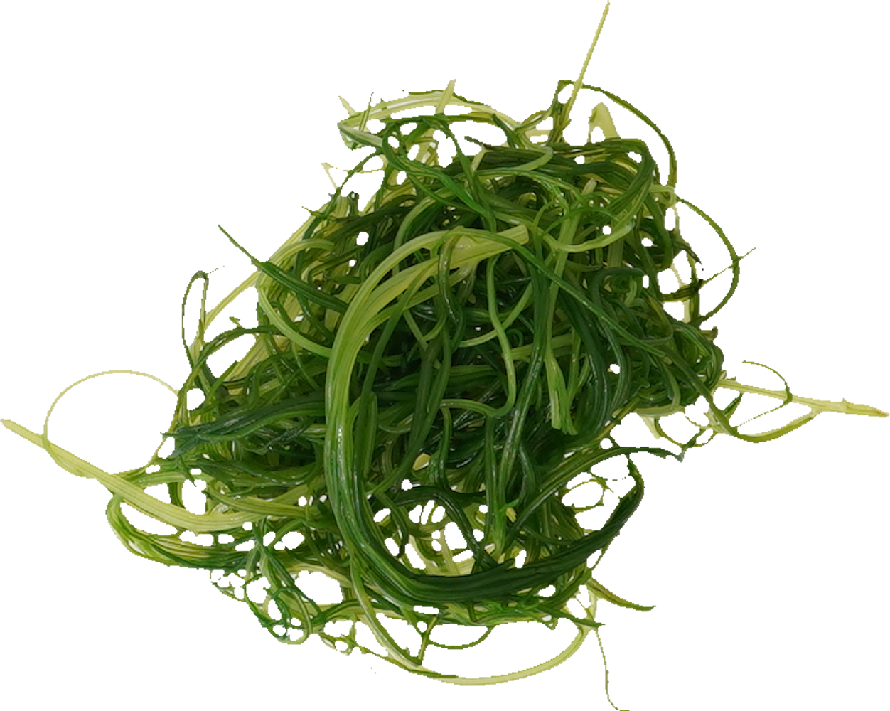 おかひじき｜商用可フリー画像・背景透過