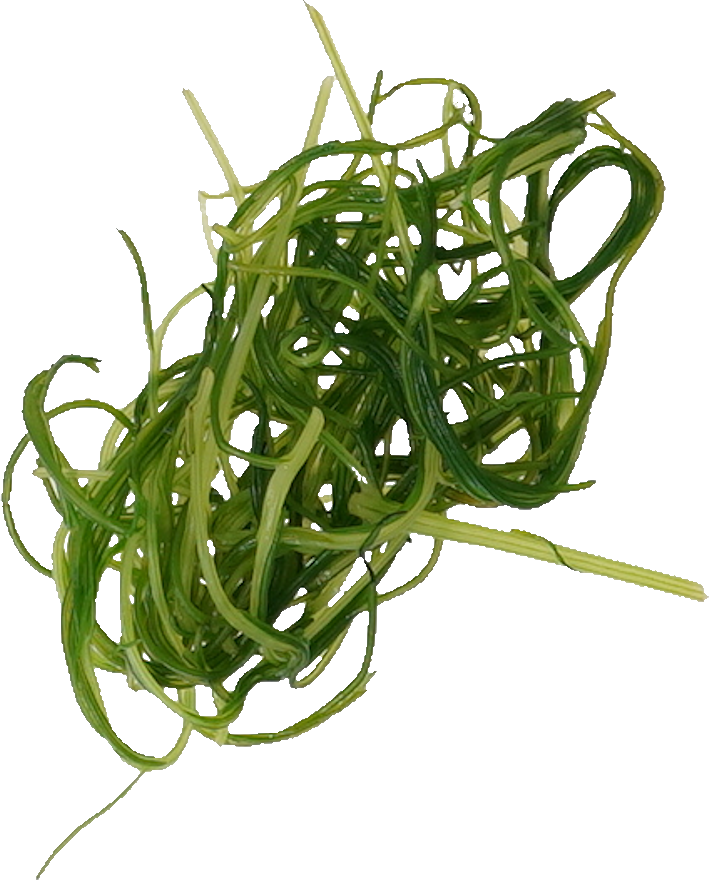 おかひじき｜商用可フリー画像・背景透過