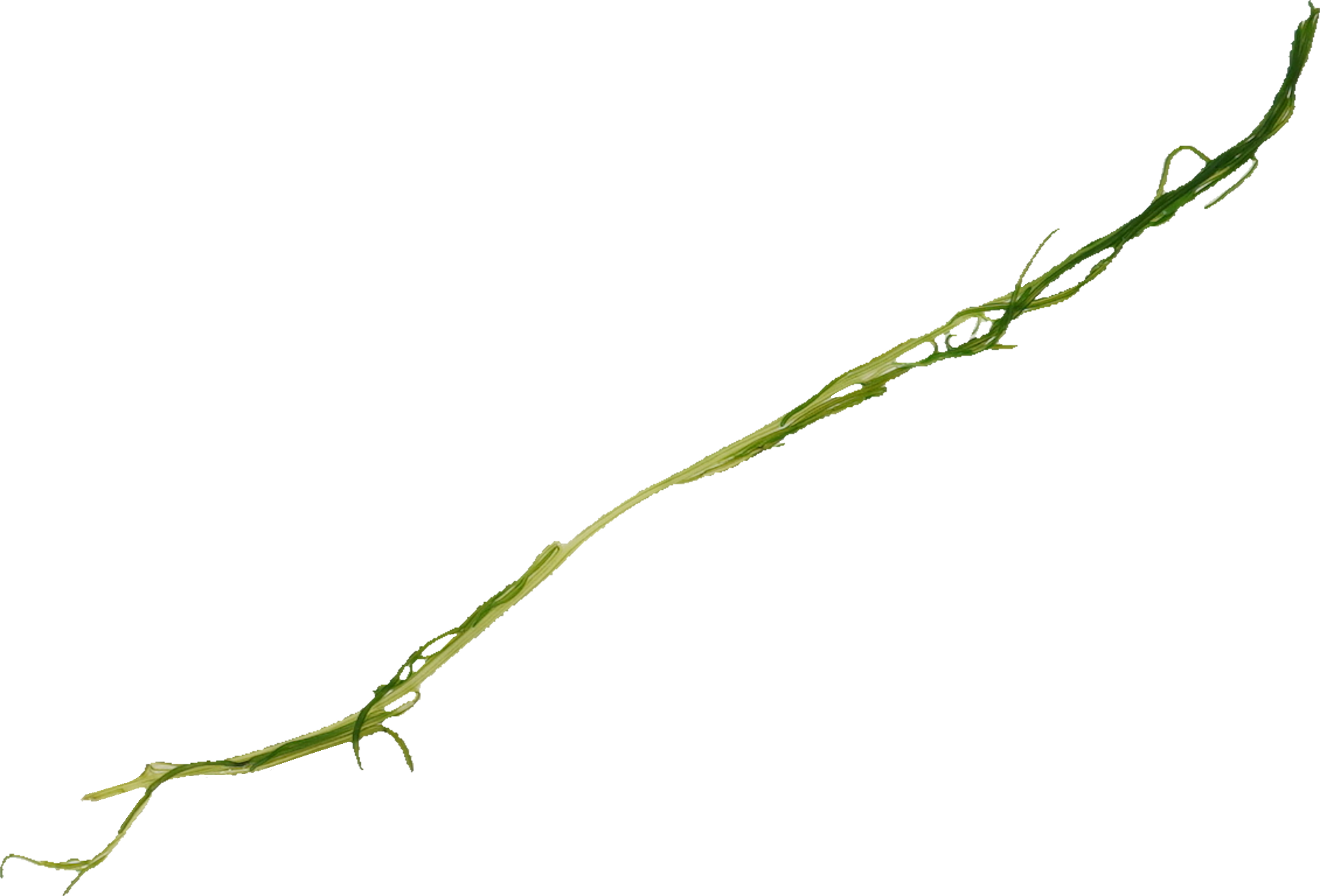 おかひじき｜商用可フリー画像・背景透過