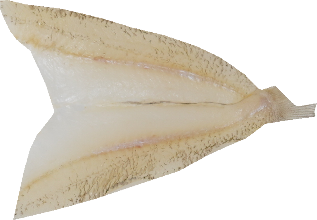 きす｜商用可フリー画像・背景透過