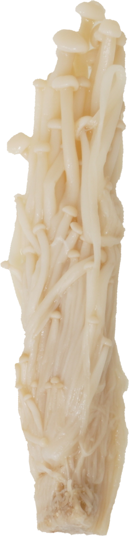 えのきたけ（ゆで）｜商用可フリー画像・背景透過