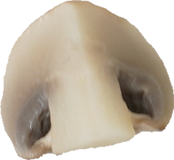 マッシュルーム（ゆで）｜商用可フリー画像・背景透過