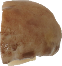 マッシュルーム（ゆで）｜商用可フリー画像・背景透過