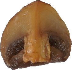 マッシュルーム（油いため）｜商用可フリー画像・背景透過