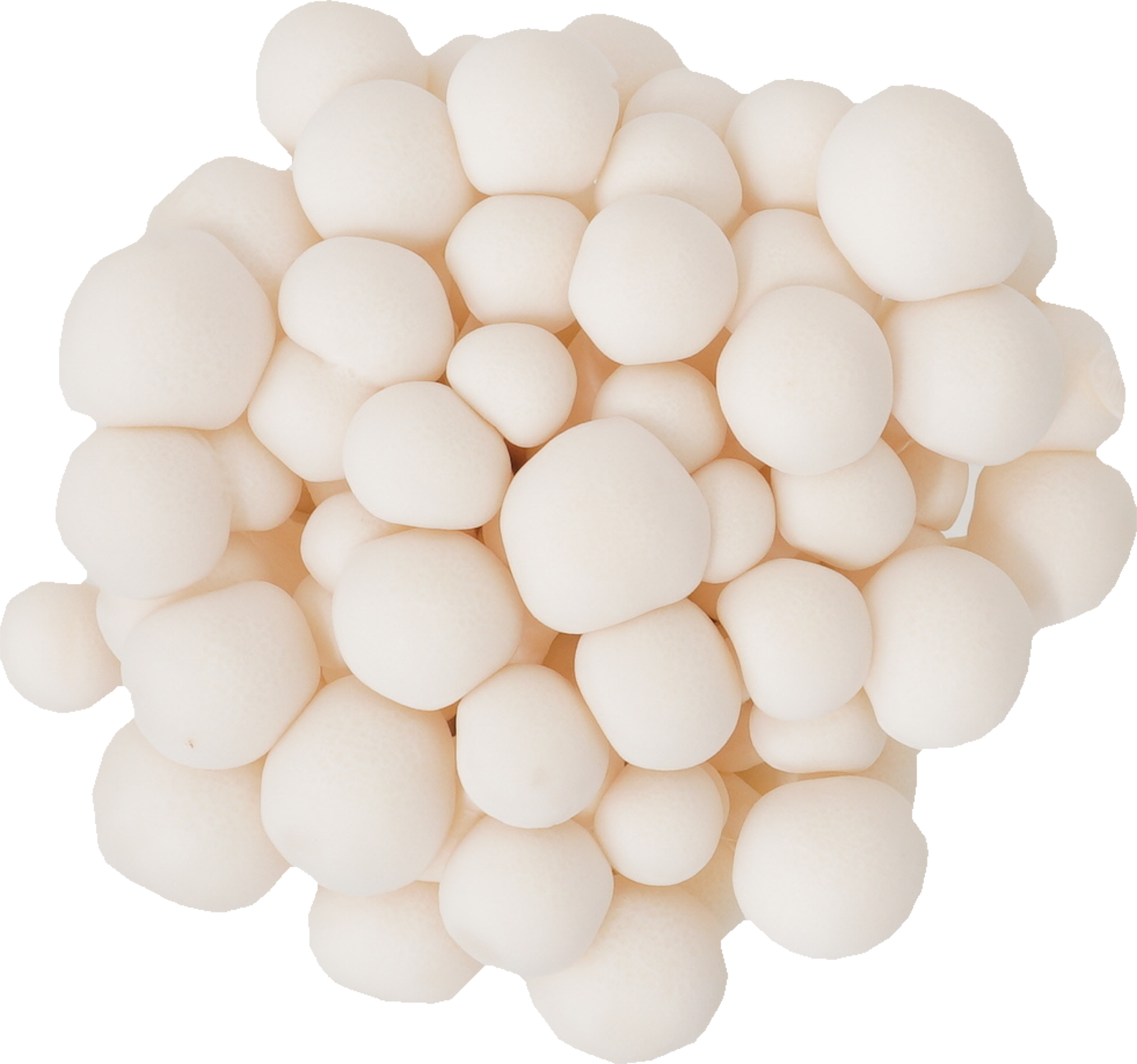 しめじ（白ぶなしめじ・生）｜商用可フリー画像・背景透過