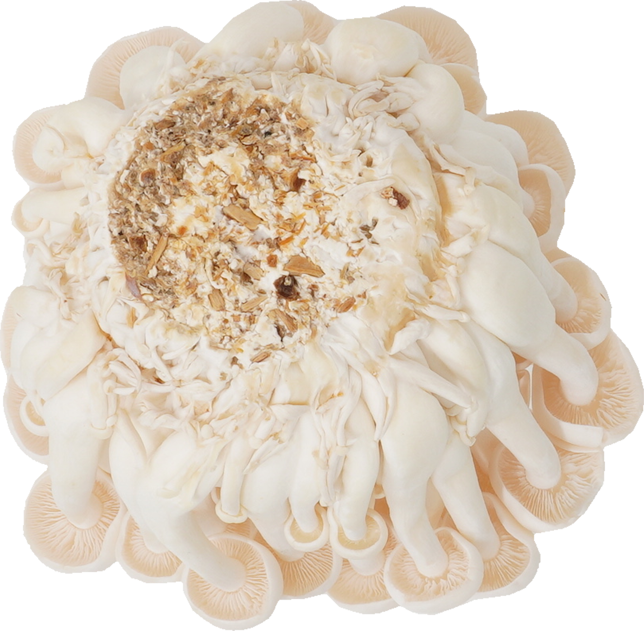 しめじ（白ぶなしめじ・生）｜商用可フリー画像・背景透過