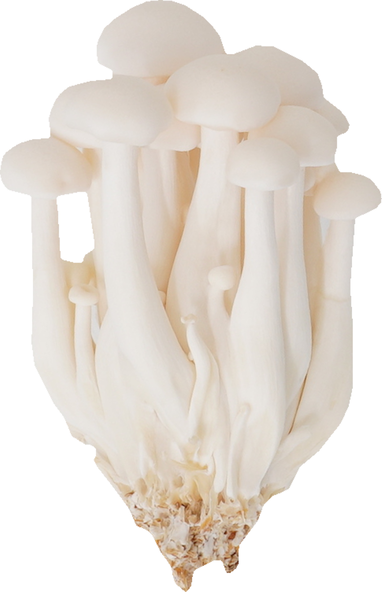 しめじ（白ぶなしめじ・生）｜商用可フリー画像・背景透過