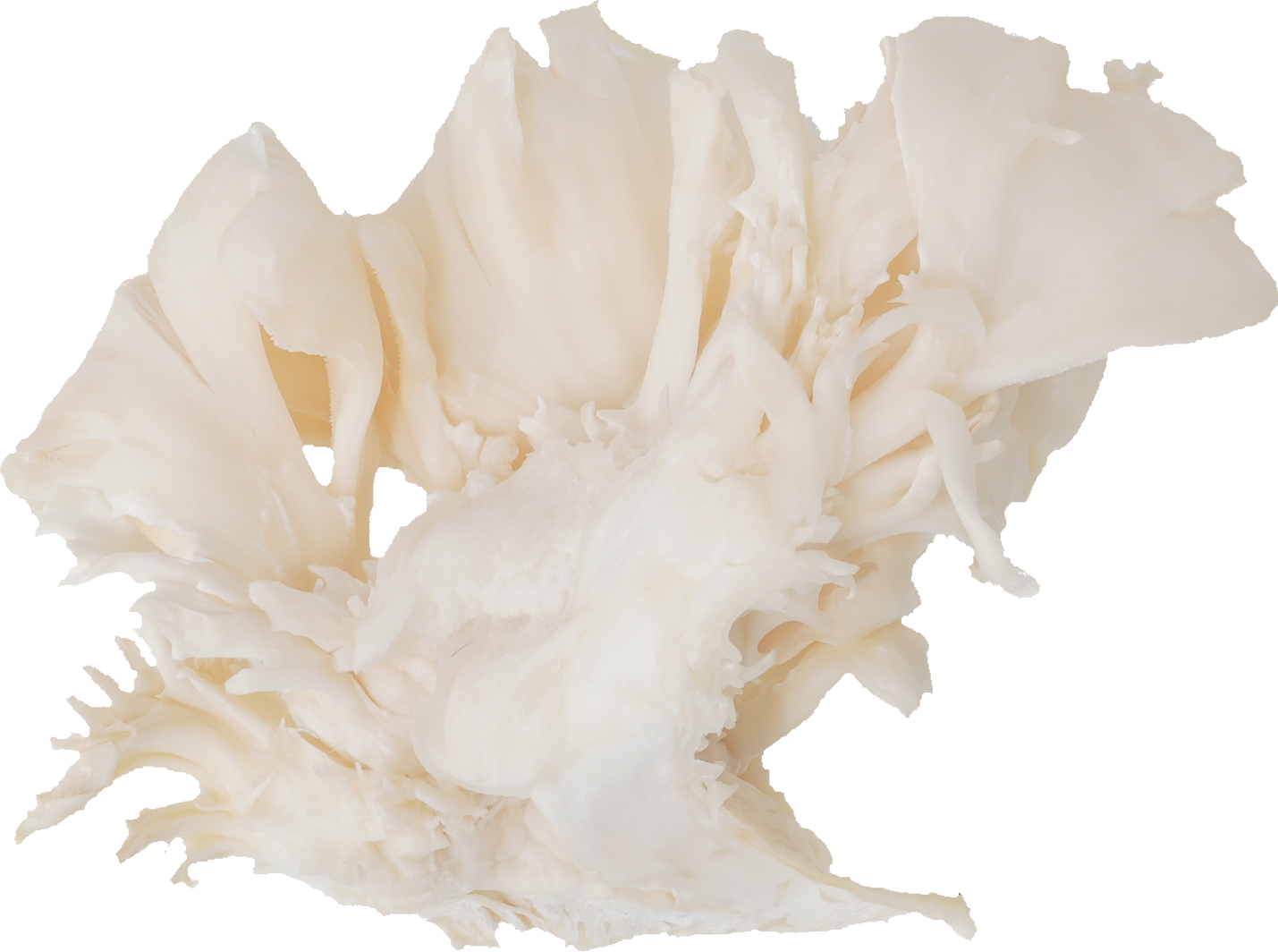 白まいたけ｜商用可フリー画像・背景透過